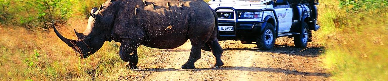 KwaZulu-Natal Safaris - offering some of the best Big 5 game viewing in South Africa; a KwaZulu-Natal safari easily combines with a beach holiday.