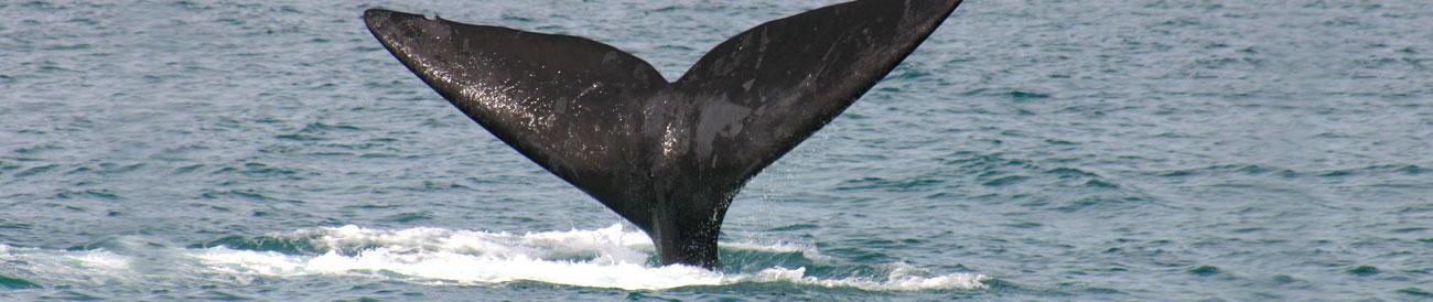 Whale Coast - the attractive towns of Hermanus, Stanford and Gansbaai offer superb sightings of southern right whales during the very festive and popular Whale Season each year.