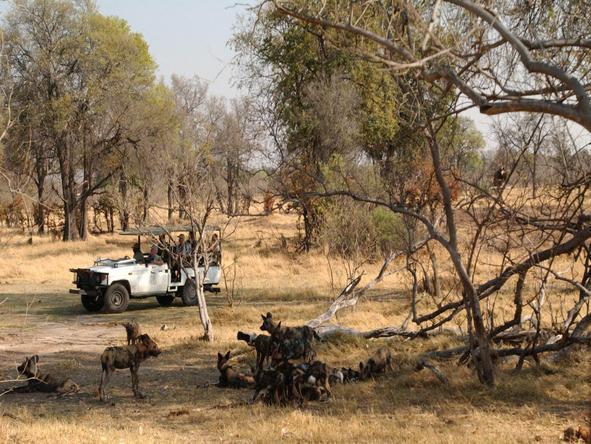 Camp Moremi - game drive