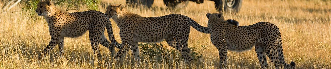 Classic Kruger and Phinda Safari