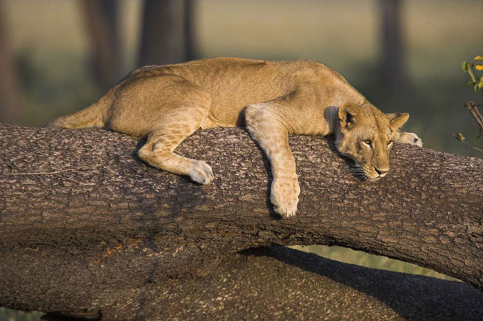 Best of Kenya & Tanzania Safari