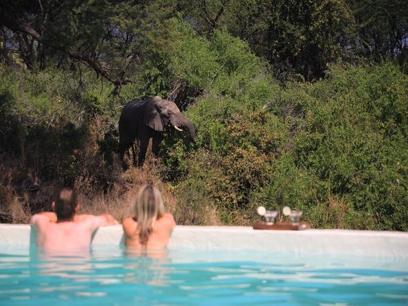 Jongomero - elephant next to pool