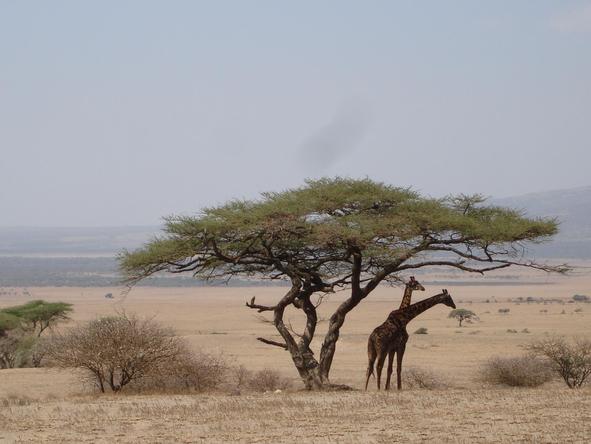 Classic Tanzania & Zanzibar Safari