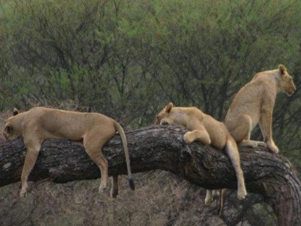 Affordable Kenya & Tanzania Explorer