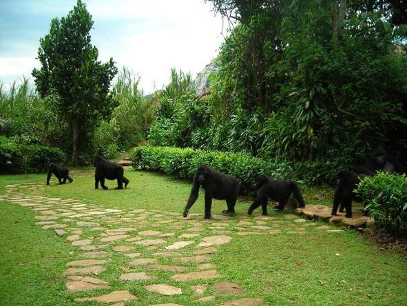 Amazing Rwanda Gorilla Adventure