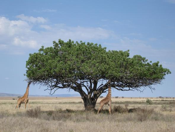 Scenic Serengeti, Selous & Spice Adventure