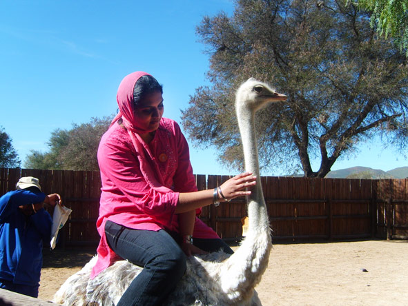 Maageda Sheik