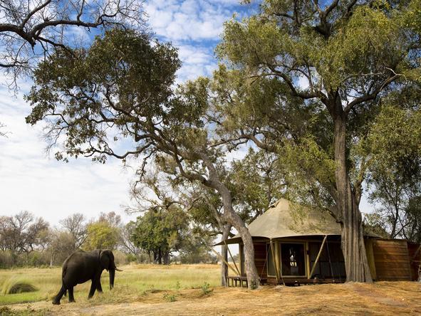 Xaranna Tented Camp - Wild Visitor 