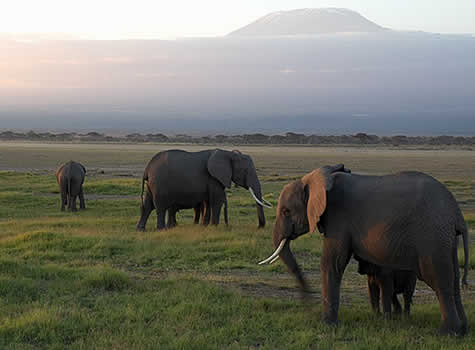 Kili to Coast Safari Soiree