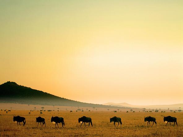Magnificent Amboseli & Mara Retreat