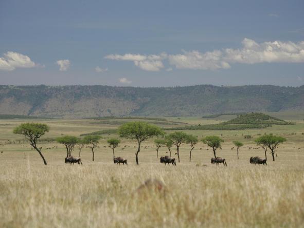 Remote Safari & Beach Respite