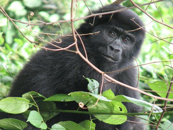 Fly-In Gorilla Safari