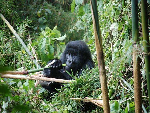 Gorillas & Game Parks Safari