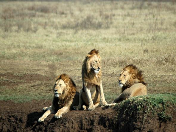 Tanzania Parks & Zanzibar Adventure