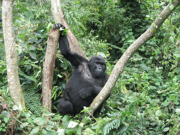 Chimp Habituation, Gorillas & Wildlife
