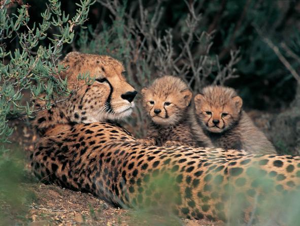 Dwyka Tented Lodge - Wildlife1