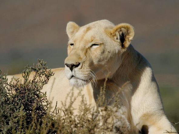 Dwyka Tented Lodge - Wildlife2