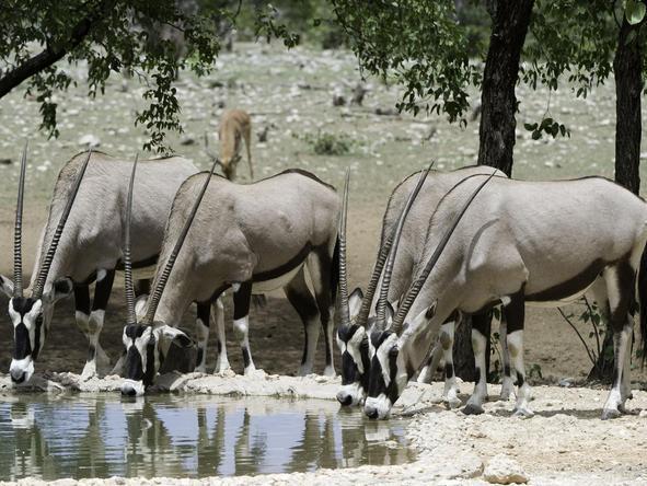 Classic Namibia