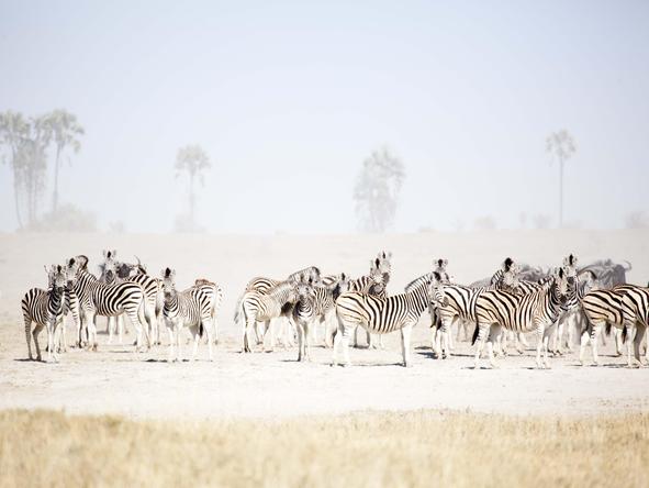 Magical Makgadigadi Safari