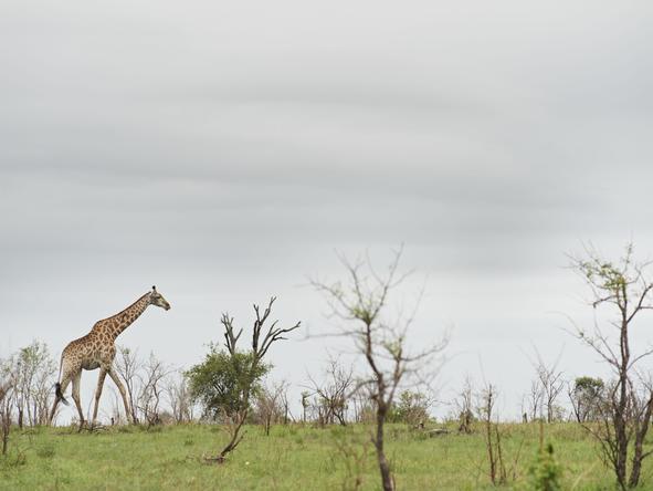 Exclusive Cape Town & Kruger Romance