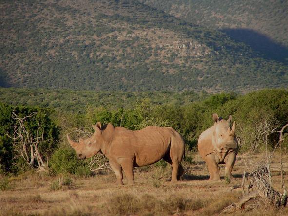 Magnificent Eastern Cape Safari