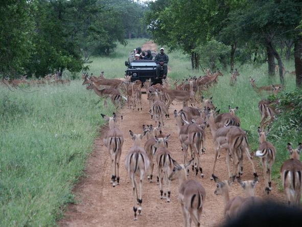 Winelands & Kruger in Luxury