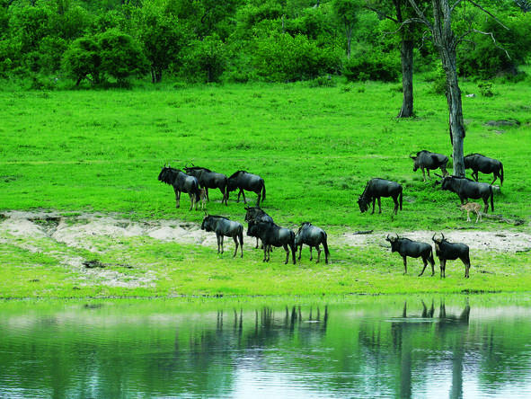 Splendid Cape Town, Sabi Sand & Vic Falls Holiday