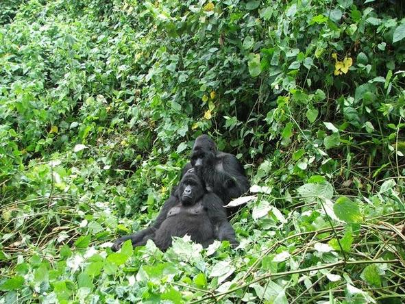 Gorillas & Game Parks Safari