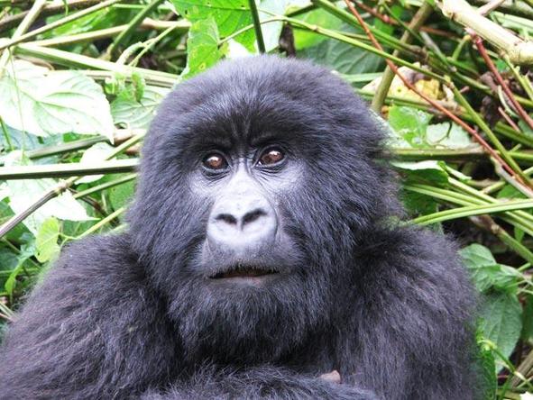 Gorilla, Game Parks & Zanzibar