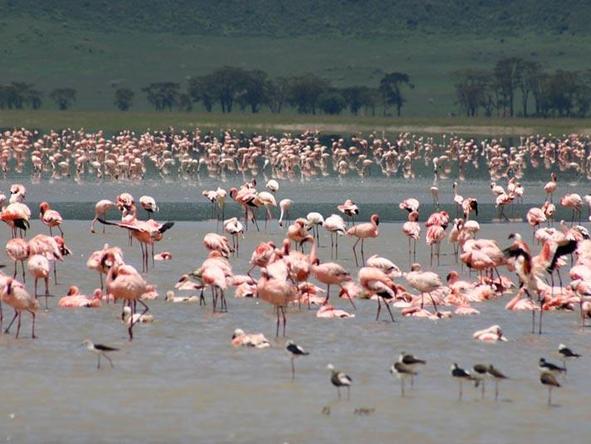 Tanzania Parks & Zanzibar Adventure