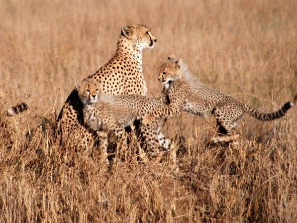 East African Adventure