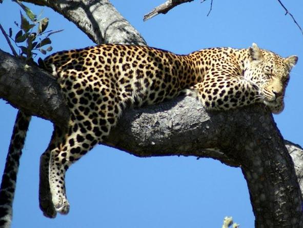 Delta & Chobe