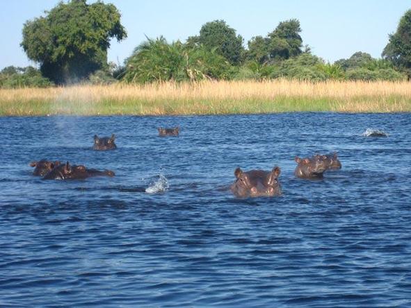 Delta & Chobe