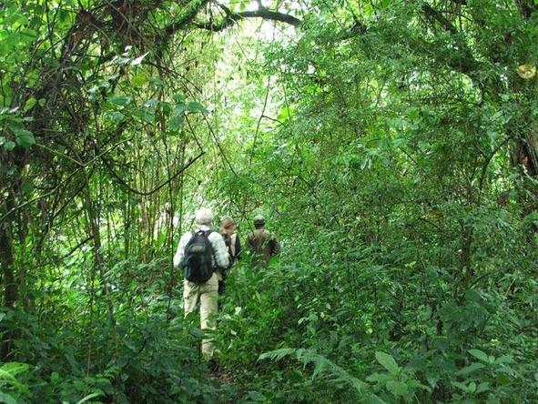 Amazing Rwanda Gorilla Adventure