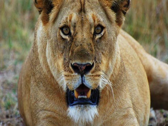 Explore Kenya Camping Adventure