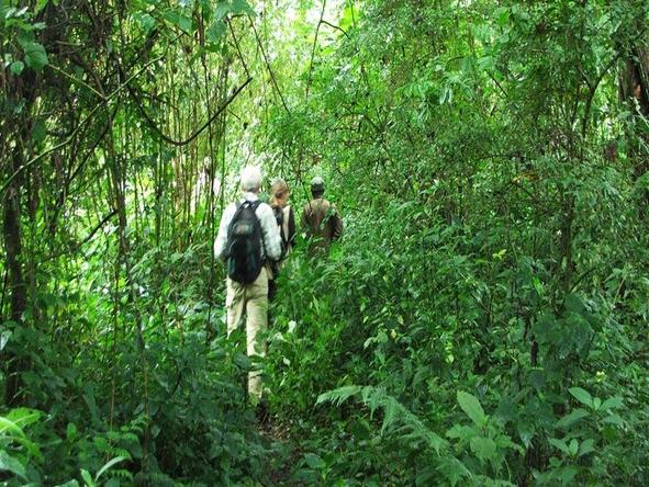 Amazing Apes Safari