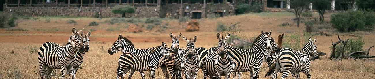 Kilaguni Serena Safari Lodge