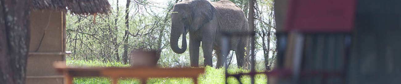 Tarangire Safari Lodge