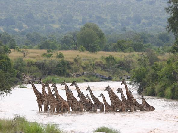 Sensational Kenya Simba Safari