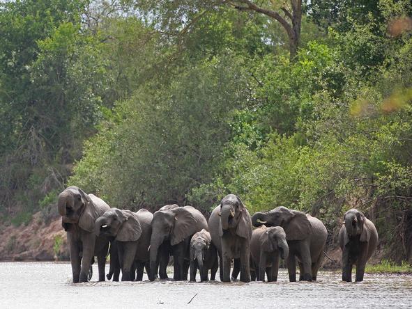 Southern Tanzania Safari Adventure