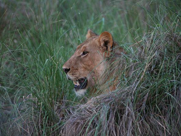 Southern Tanzania Safari Adventure