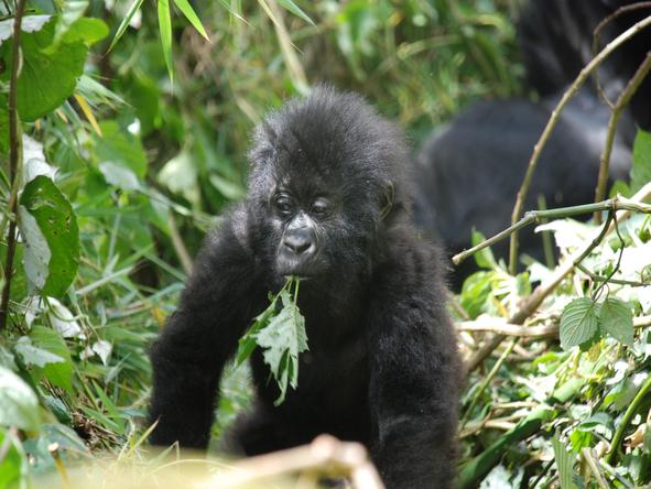 Fly-In Gorilla Safari