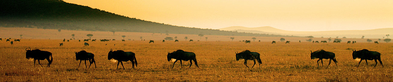 Luxury Migration, Lake & Crater Safari