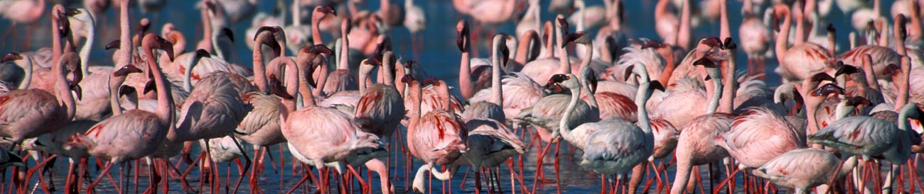 Discover Kenya's Wildlife Treasures