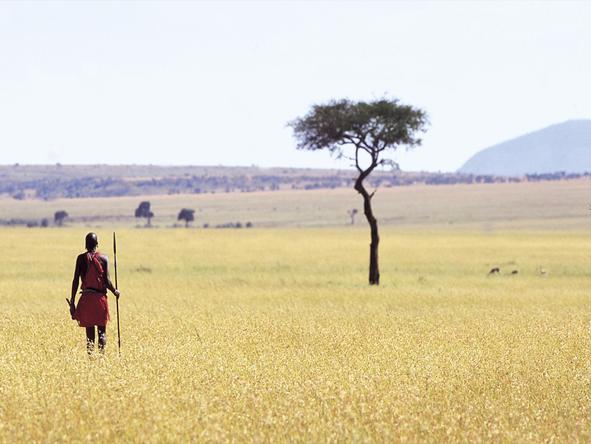 Elephant Pepper Camp- walking Safari 