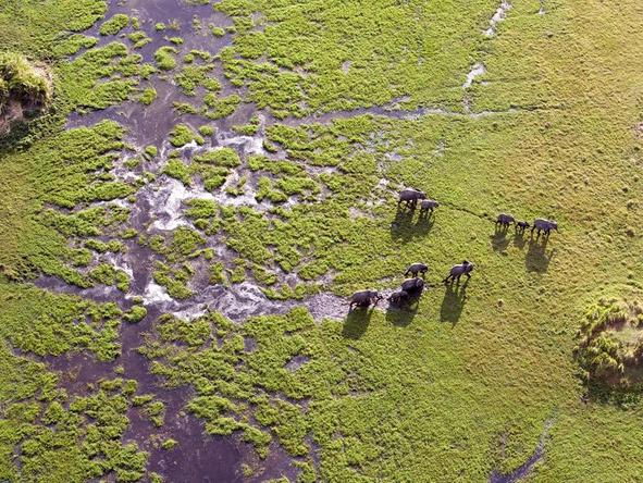 Marvel at the spectacular scenery while flying over the Okavango Delta in a small plane.