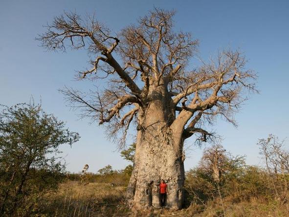 Huge baobabs are found across Northern Namibia - this one is in the Waterberg National Park.