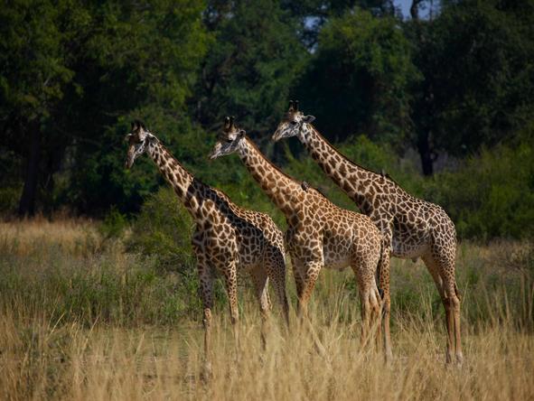 Zebra Plains, Walking Safari Camp
