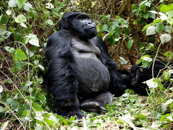 Gorilla trekking is one of main reasons people visit Rwanda. Explore the vast forests in search of these incredible animals.