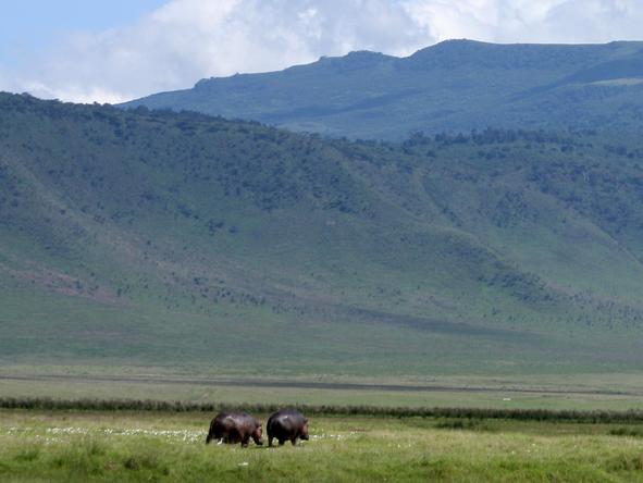 The Ngorongoro Crater is commonly known as 'Africa's Wildlife Zoo', due to its huge numbers of animals relative to the area.